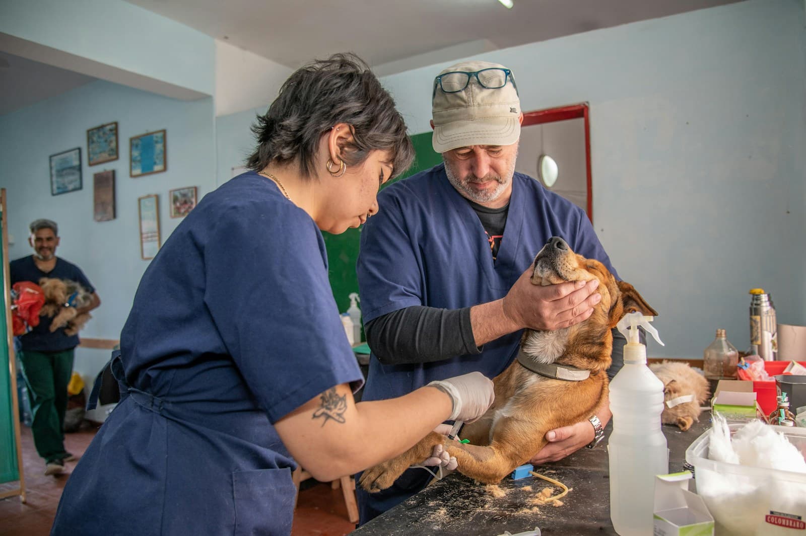 Veterinária examinando um cão — imagem ilustrativa